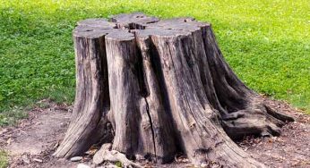 Practical DIY Tree & Stump Removal Methods