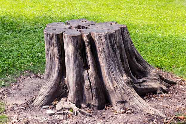 Tree & Stump Removal Methods